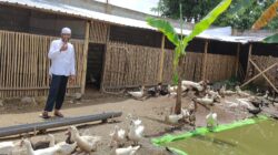 BUMDes Telagawaru Genjot Ternak Bebek dan Sapi, Warga Siap Jadi Mitra Telur Asin