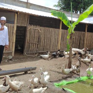 BUMDes Telagawaru Genjot Ternak Bebek dan Sapi, Warga Siap Jadi Mitra Telur Asin