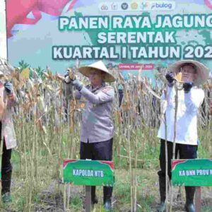 Kapolda NTB Turun ke Sawah, Panen Raya Jagung Serentak di Lombok Barat